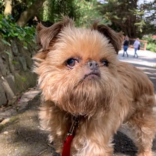 Profile Picture of Barbara Taylor (@mrtibbsthebrusselsgriffon) on Instagram