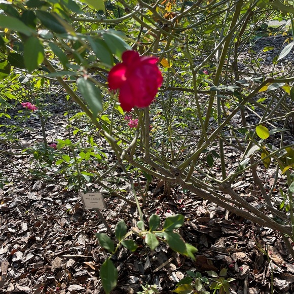 Profile Picture of Alyssa Santilli (@alyssa_santilli) on Poshmark