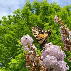 Profile Picture of Lyne Lucas (@1961_lyne) on Tiktok