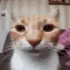 Profile Picture of MikeEspy (@mikeespy) on Tiktok