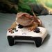 Profile Picture of Spike The Bearded Dragon (@josephallenrugby) on Pinterest