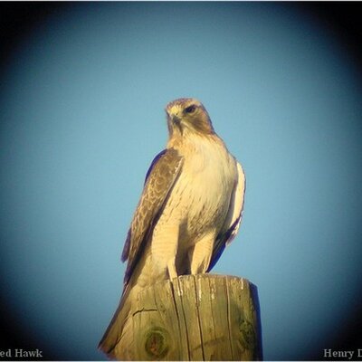 Profile Picture of Debbie Cochran (@debwil4evr) on Twitter