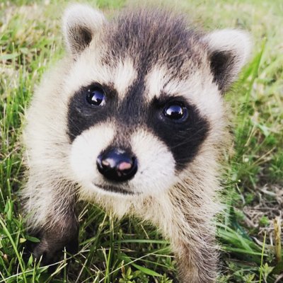 Profile Picture of Bob O (@BobODell9) on Twitter