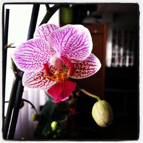 Profile Picture of Sarah Philips (@saartjen) on Pinterest