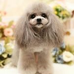 Profile Photo of アマンダブルー犬舎 (@amandablue50) on Instagram