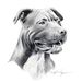 Profile Picture of DAVID MACAULAY (@davidmacaulay0056) on Pinterest