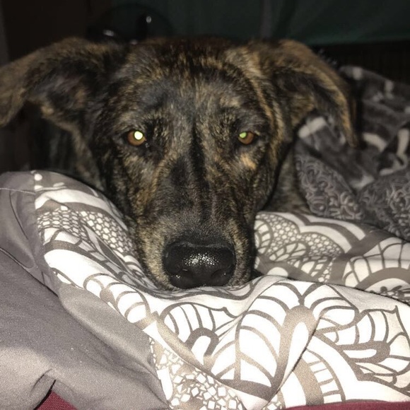 Profile Picture of Anna Wernersbach (@awbach) on Poshmark