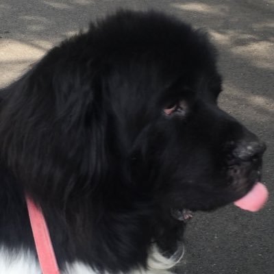 Profile Picture of Paul Guevara (@PaulyG555) on Twitter