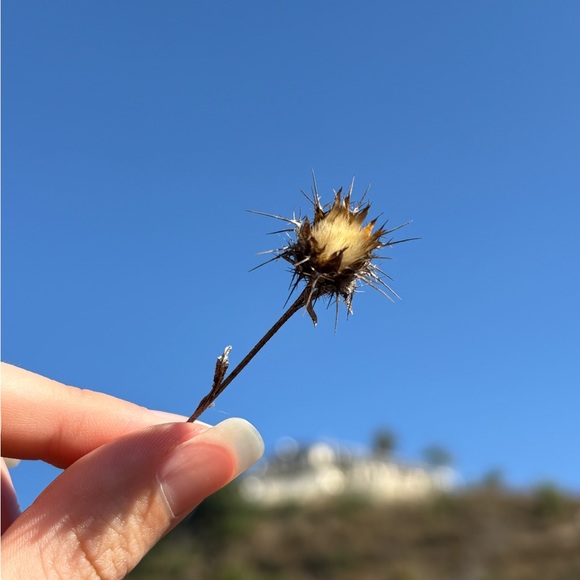 Profile Picture of Brianna Fernstrom (@lilvampireb) on Poshmark