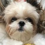 Profile Picture of ~Chuck~ (@shihtzu_chuck) on Instagram
