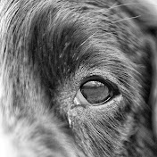 Profile Picture of Mark Hogarth (@markhogarth4272) on Youtube