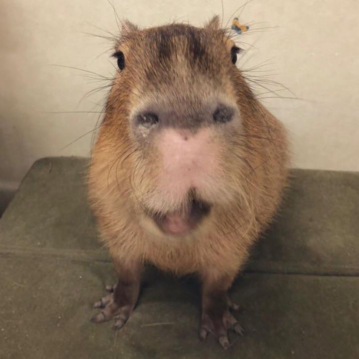 Profile Picture of Rad Ralph (@capytown) on Tiktok