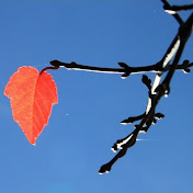 Profile Picture of Stephen Chen (@stephenchen7259) on Youtube