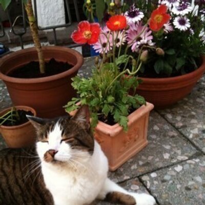 Profile Picture of Julia Maier (@juliamaier9191) on Twitter