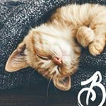 Profile Picture of monica prioreschi (@monicaprioreschi) on Instagram