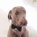 Profile Picture of Mark Muscat (@markgmuscat) on Instagram