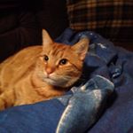 pumuckelrandy - Instagram Profile Picture of pumuckelrandy (@pumuckelrandy) on Instagram