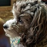 Lynette Parker - Instagram Profile Picture of Lynette Parker (@lynieparker) on Instagram