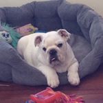 Profile Picture of Wilbur Choo-Child Hayes (@wilburchoo) on Instagram