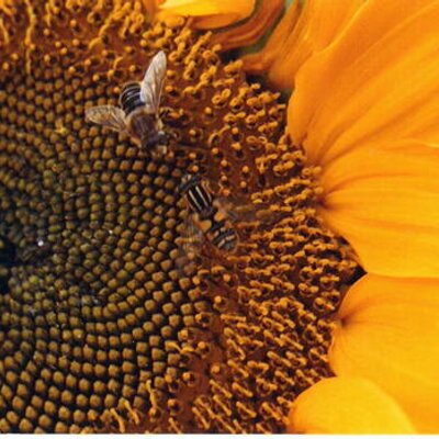 Profile Picture of Frances Haynes (@Effie61) on Twitter