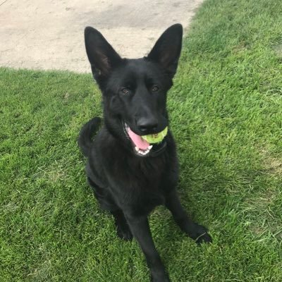 Profile Picture of Robert A. Lemon (@lemon_robert) on Twitter