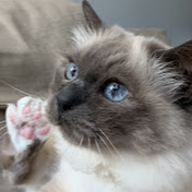 Profile Picture of Bo Huang (@bohuang9757) on Youtube