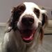 Profile Picture of Dawn Adamson (@dawnladamson) on Pinterest