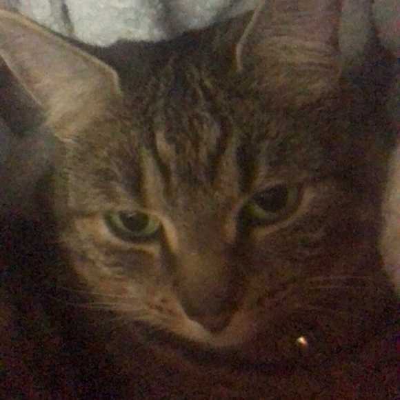 Profile Picture of Cindy Hope (@chatstadt) on Poshmark