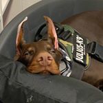 Profile Picture of GABRIEL BETELGES | BUBBA (@bubathedobie) on Instagram