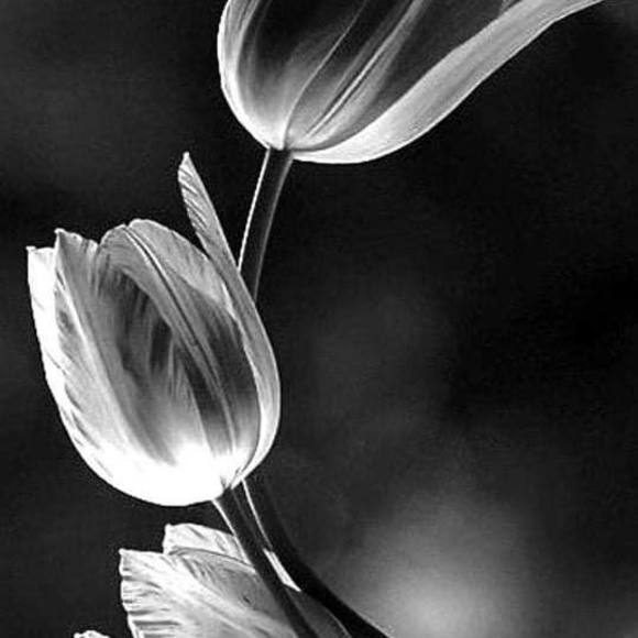 Profile Picture of Johanne Provencher (@johanneprove246) on Poshmark