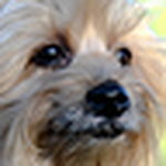 Profile Picture of Nasser (@nasser dahilig) on Flickr