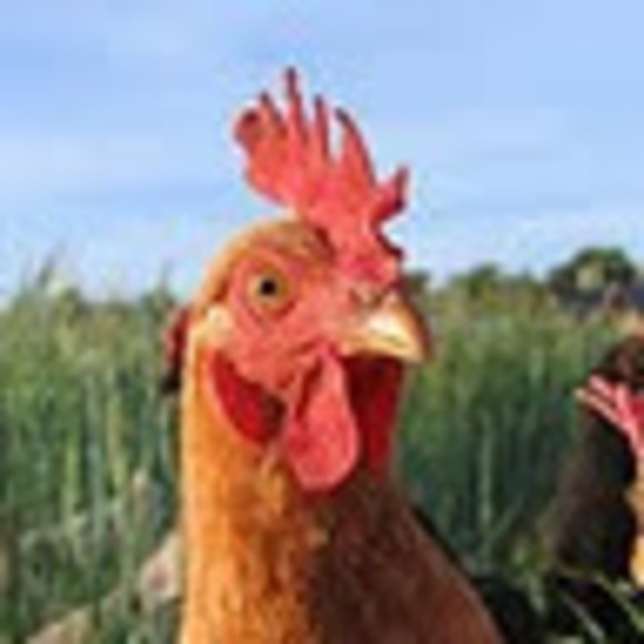 Grace Quek - Poshmark Profile Picture of Grace Quek (@gracequek) on Poshmark