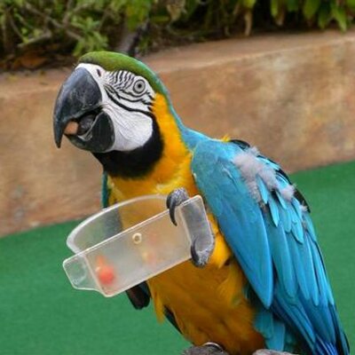 Profile Picture of Charles Lau (@cpklau) on Twitter