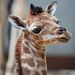 Profile Picture of Daniel Cubbage (@danielcubbage) on Pinterest