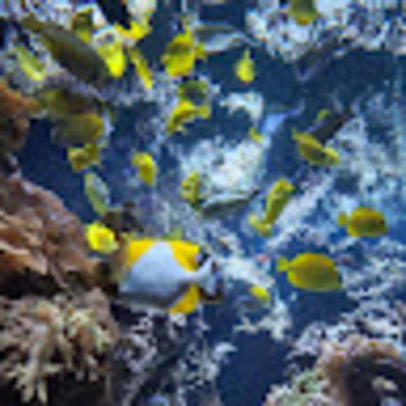 Profile Picture of Natalie Kibalo (@nkiba27) on Poshmark