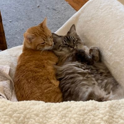 Profile Picture of Michael Scott (@MichaelEss) on Twitter