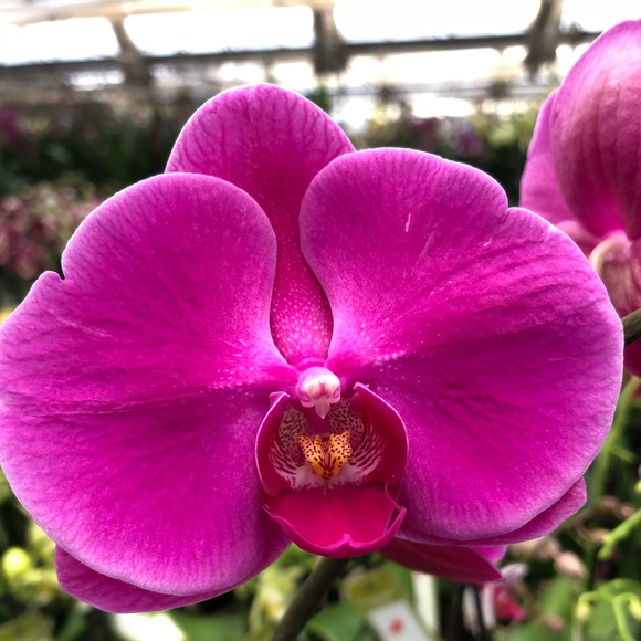 Karen Valiente - Poshmark Profile Picture of Karen Valiente (@karenlva) on Poshmark