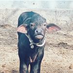 Profile Picture of Honey Tyagi road king jhota race (@roadking_jhota_race) on Instagram