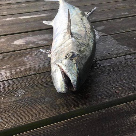 Profile Picture of Tyler Crumpler (@tylercrumpler) on Poshmark