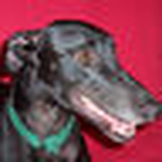 Profile Picture of Lisa Jean (@xbeveridge) on Flickr