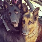 Best of Friends.........🐶🐶 - Instagram Profile Picture of Best of Friends.........🐶🐶 (@rockybear_and_jake) on Instagram