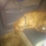 Profile Picture of Brandon Smalls (@brandon.smalls.336) on Instagram