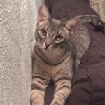 Profile Picture of Dexter (@dexter_thedeeds) on Instagram