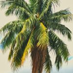 Profile Picture of Jonita (Jae) Ovalles-Pecjo (@eco.guma) on Instagram