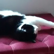 Profile Picture of James Ellis (@jamesellis2487) on Youtube