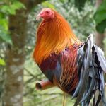 Profile Picture of Mt. Albert roundheads (@mt.albertroundheads) on Instagram