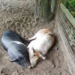 Profile Picture of Peter Eckhardt (@peter.eckhardt1956) on Instagram