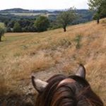 Profile Picture of Christina Bergfeld (@eifelpony) on Instagram