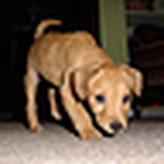 Profile Picture of Richard Craze (@richard craze) on Flickr