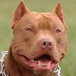 Profile Picture of Jason Balderrama (@ppredator_1) on Instagram